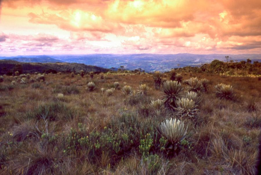 Frailejones en una planicie