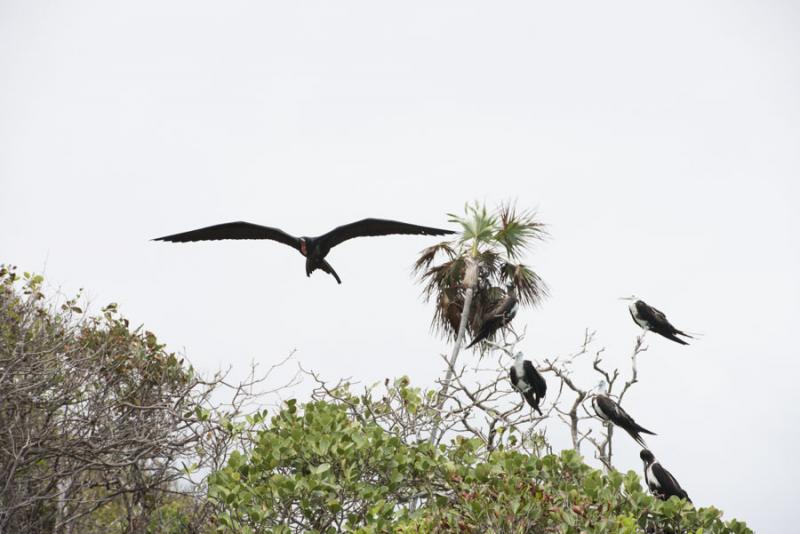 Fregata aquila, Cayos Tres Hermanos, Isla de San A...