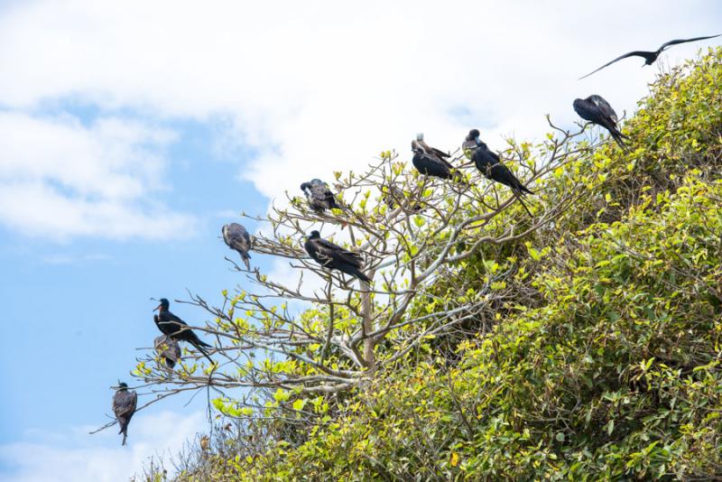 Fregata aquila, Cayos Tres Hermanos, Isla de San A...