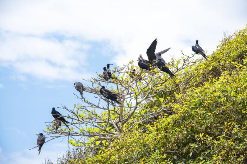 Fregata aquila, Cayos Tres Hermanos, Isla de San A...