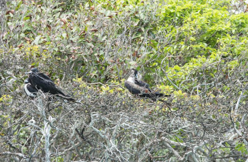 Fregata aquila, Cayos Tres Hermanos, Isla de San A...