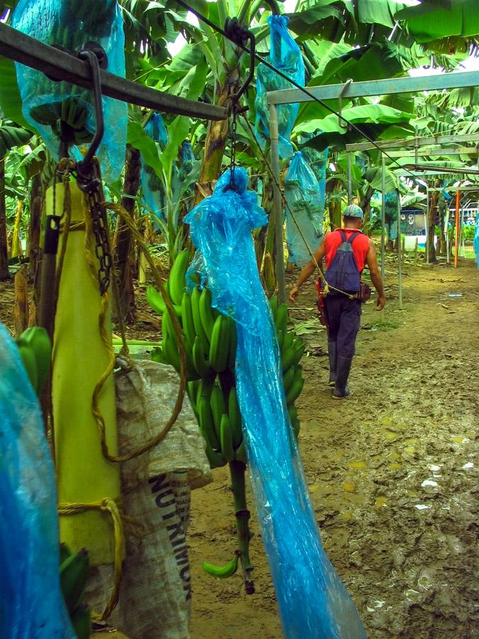 Cultivos de platano en Uraba, Antioquia, Colombia