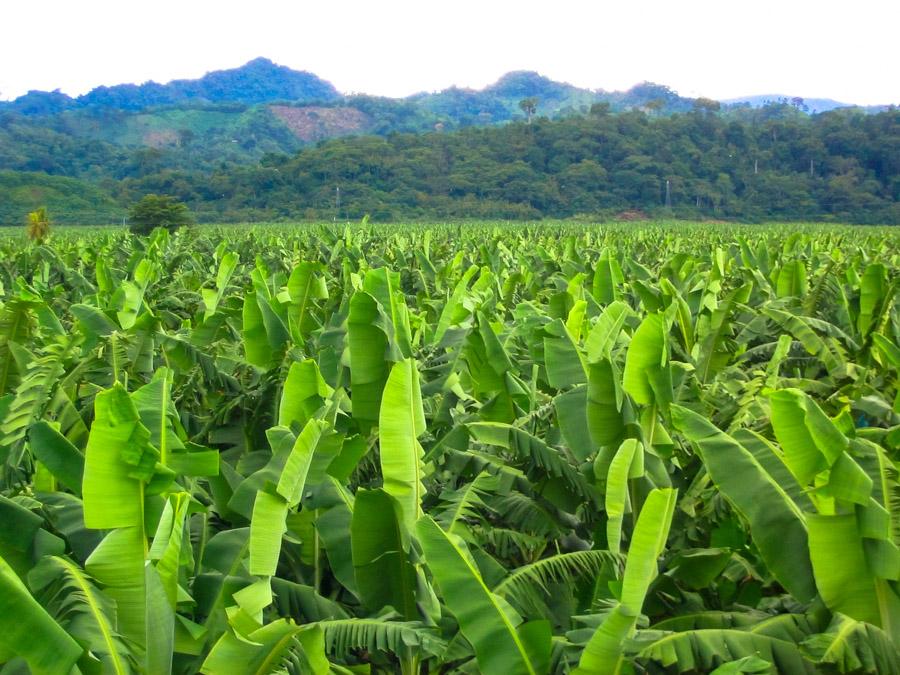 Cultivos de platano en Uraba, Antioquia, Colombia