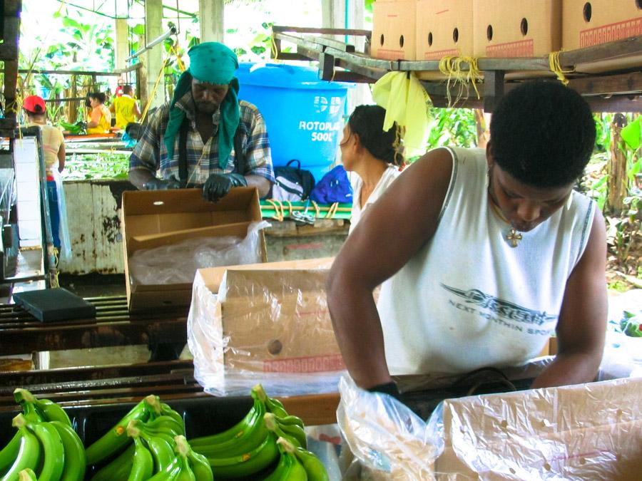 Personas empacando racimos de platanos, Uraba, Ant...