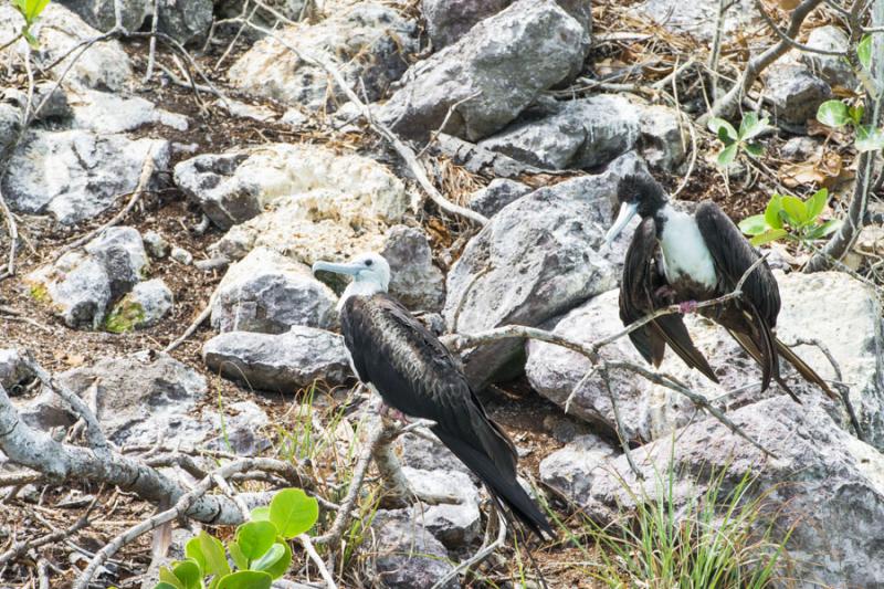 Fregata aquila, Cayos Tres Hermanos, Isla de San A...