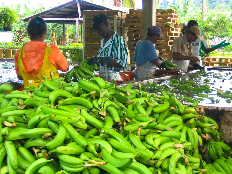 Personas empacando racimos de platanos, Uraba, Ant...