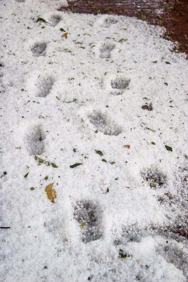 Pisadas en el suelo cubierto de granizo