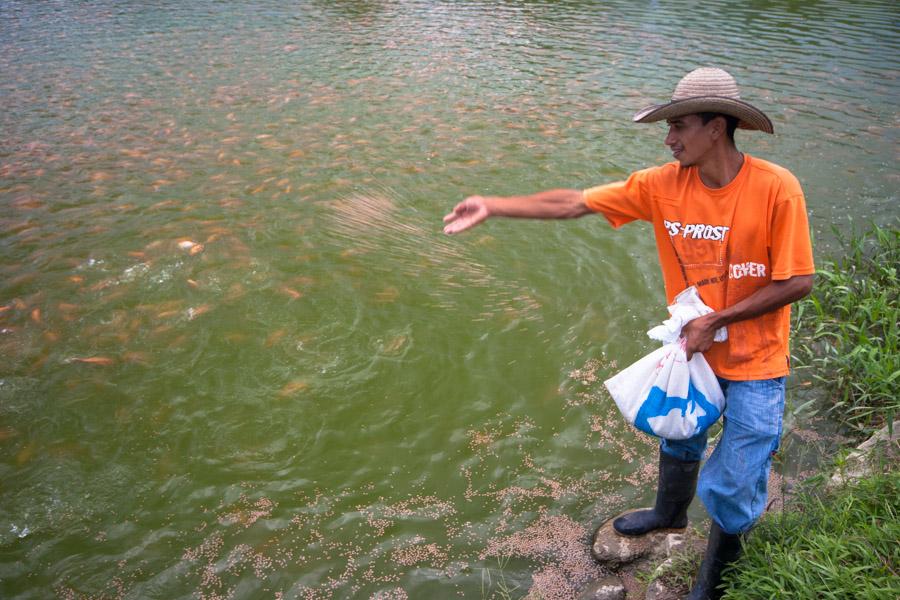 Alimentando a los peces