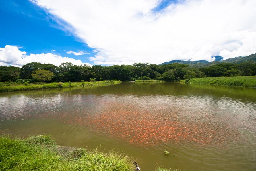 Lago de cria de peces