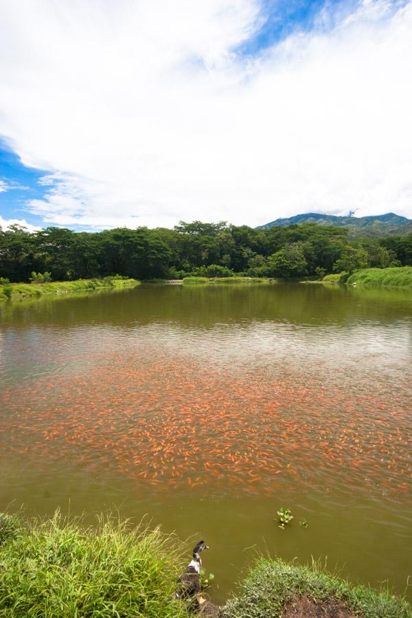 Lago de cria de peces