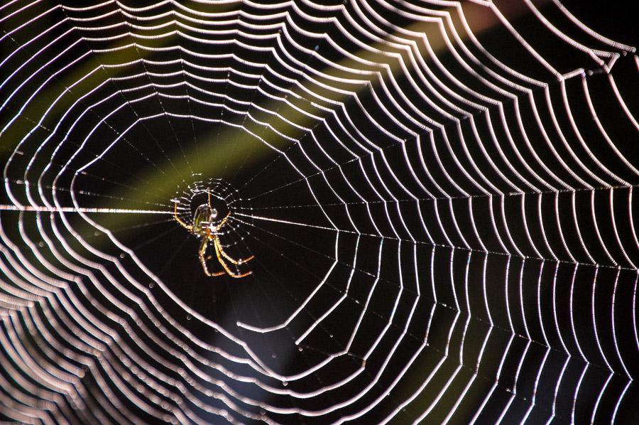 Araña