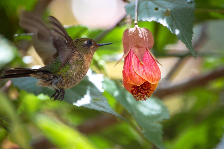 Colibri alimentandose 