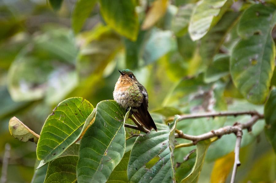 Colibri posado sobre una rama