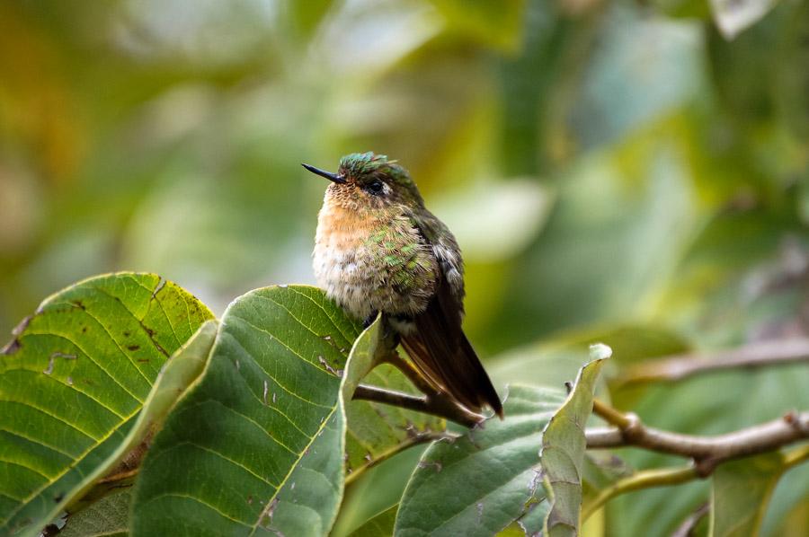 Colibri posado sobre una rama