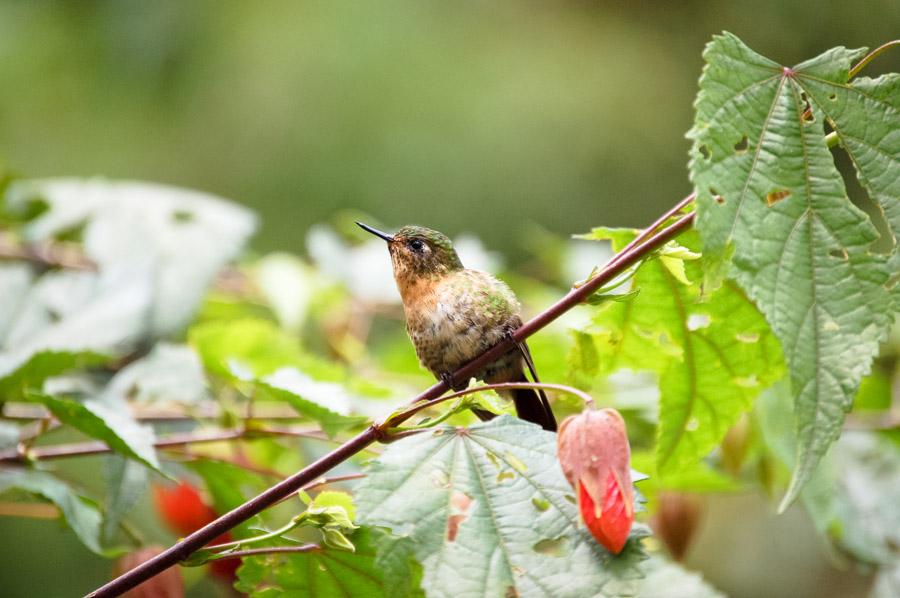 Colibri posado sobre una rama