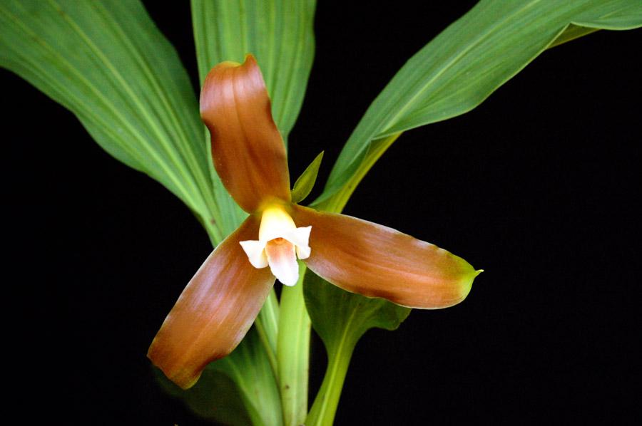 Orquidea Maxillaria