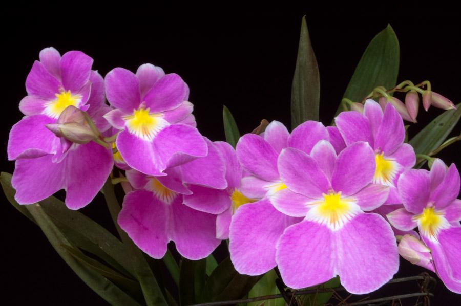 Orquidea Miltonia Josefina