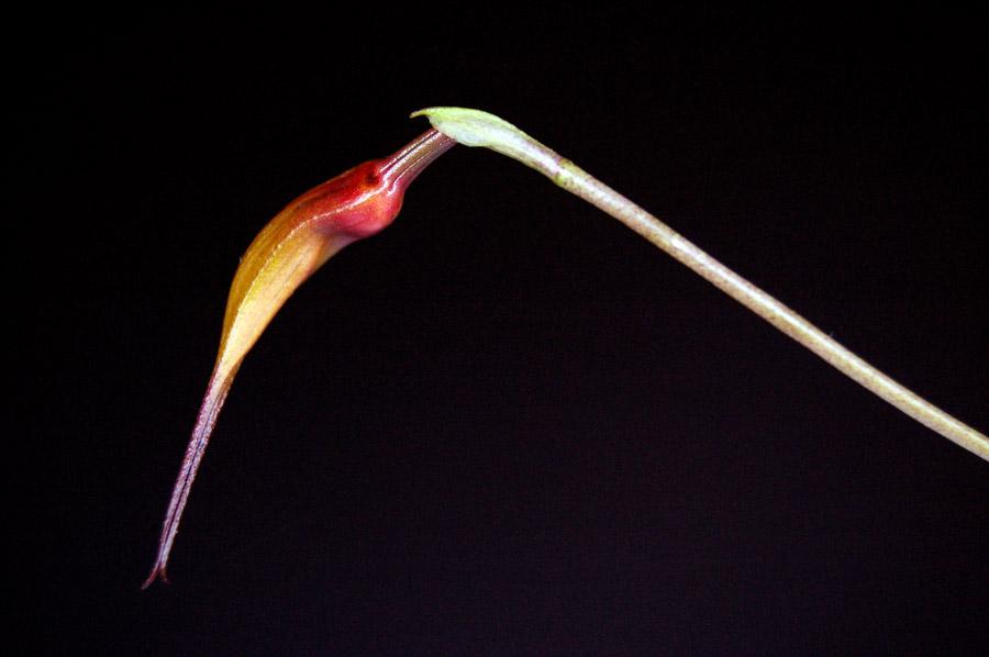 Orquideas Masdevalia