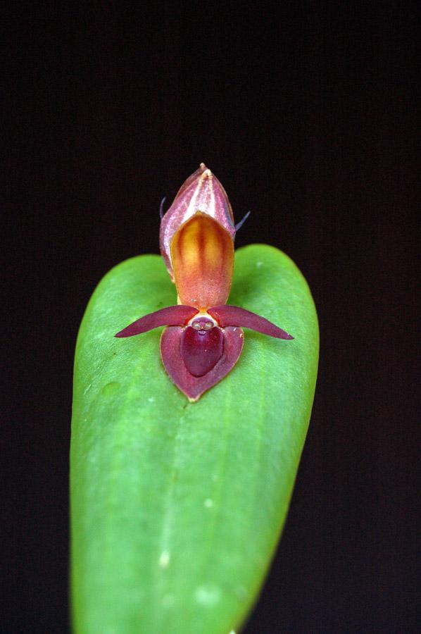 Orquideas Pleurothallis