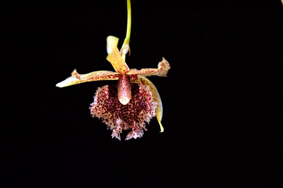 Orquideas Pleurothallis