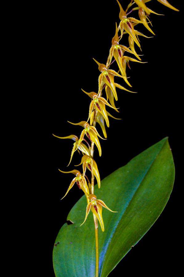 Orquideas Pleurothallis