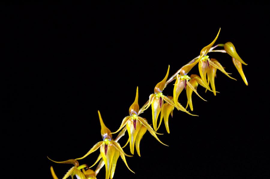 Orquideas Pleurothallis