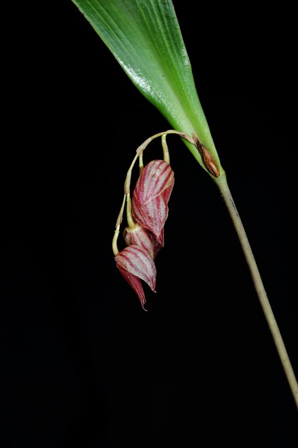 Orquideas Pleurothallis