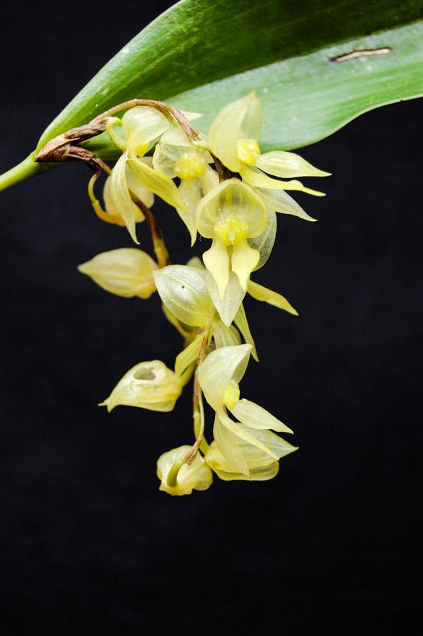 Orquideas Pleurothallis