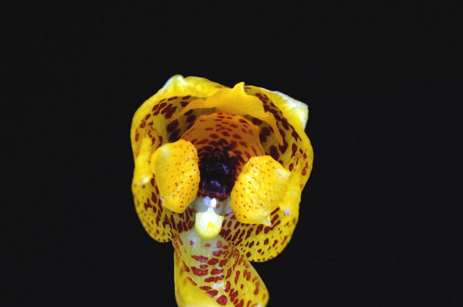 Orquidea Bifrenaria Saxicola