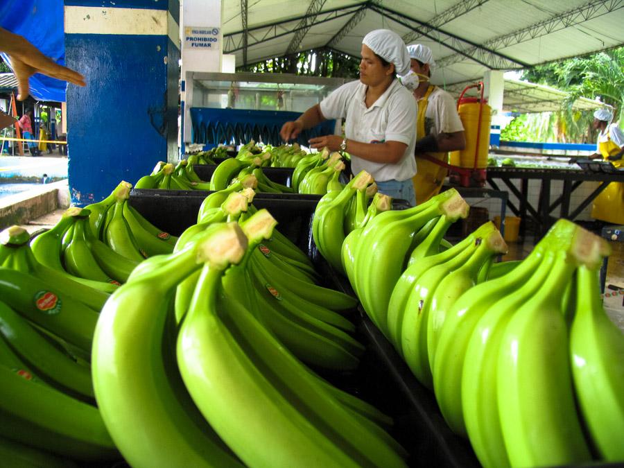 Seleccion de Banano en Uraba, Antioquia, Colombia