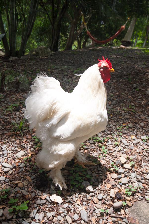 Gallina Corriendo en una Camino Empedrado