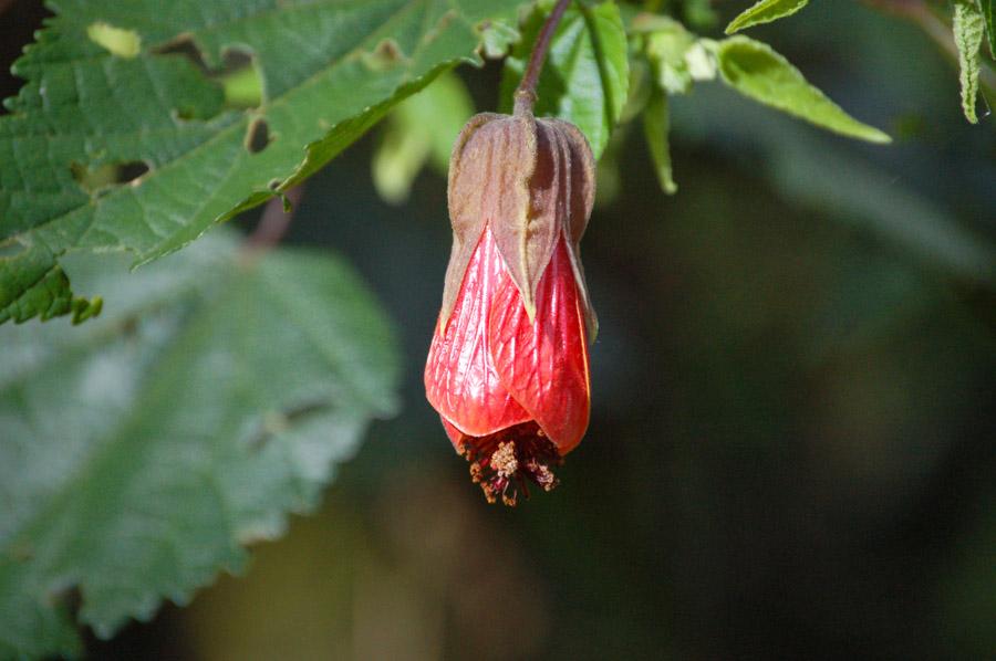 Abutilon, Campanita