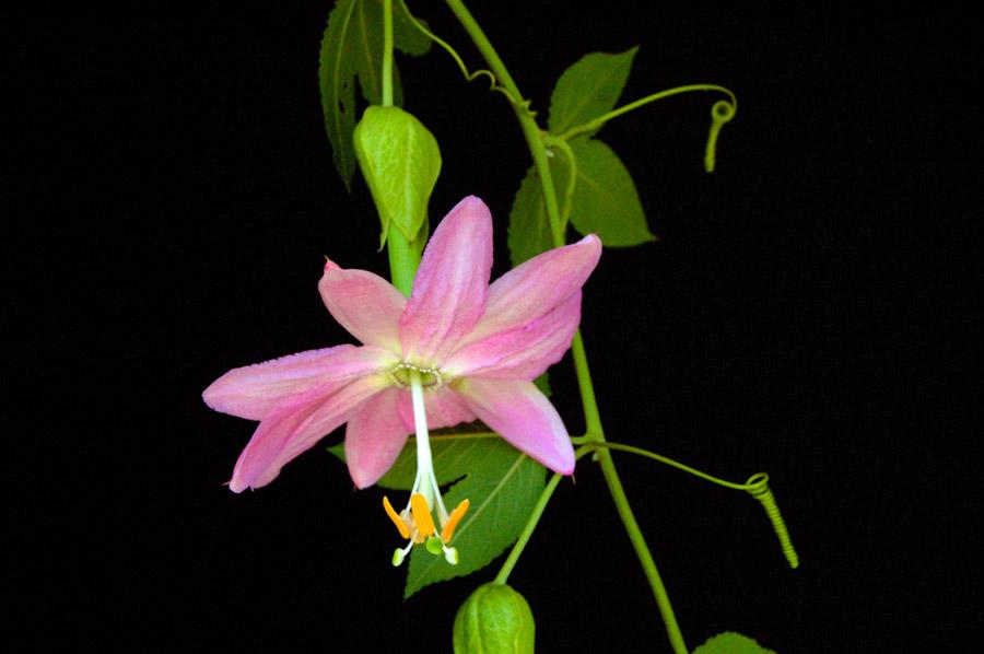 Flor de Curuba, Pasiflora Mollisima