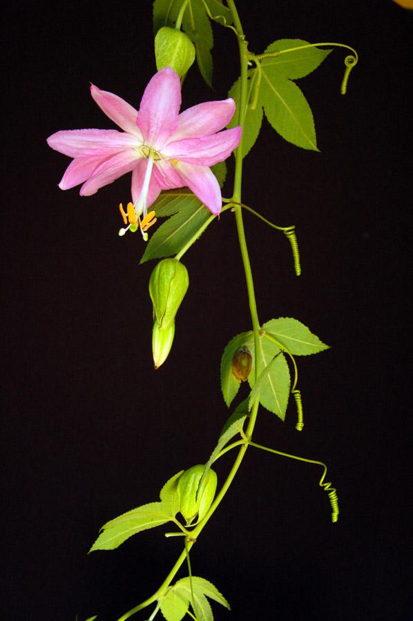 Flor de Curuba, Pasiflora Mollisima