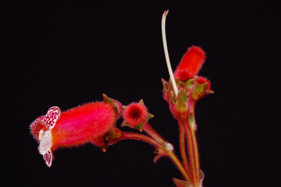 Flor Roja