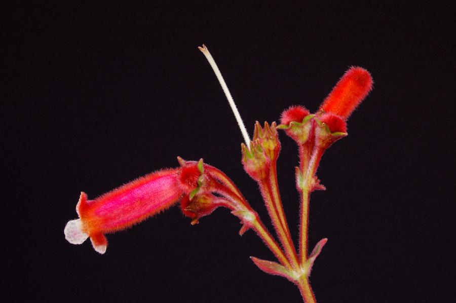 Flor Roja