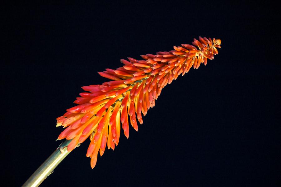 Flor Llama, Tritoma Kniphophia) 