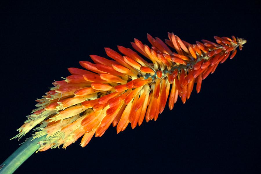 Flor Llama, Tritoma Kniphophia