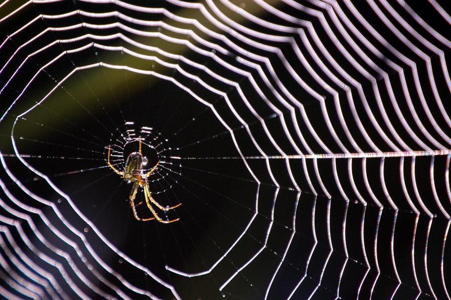 Telaraña