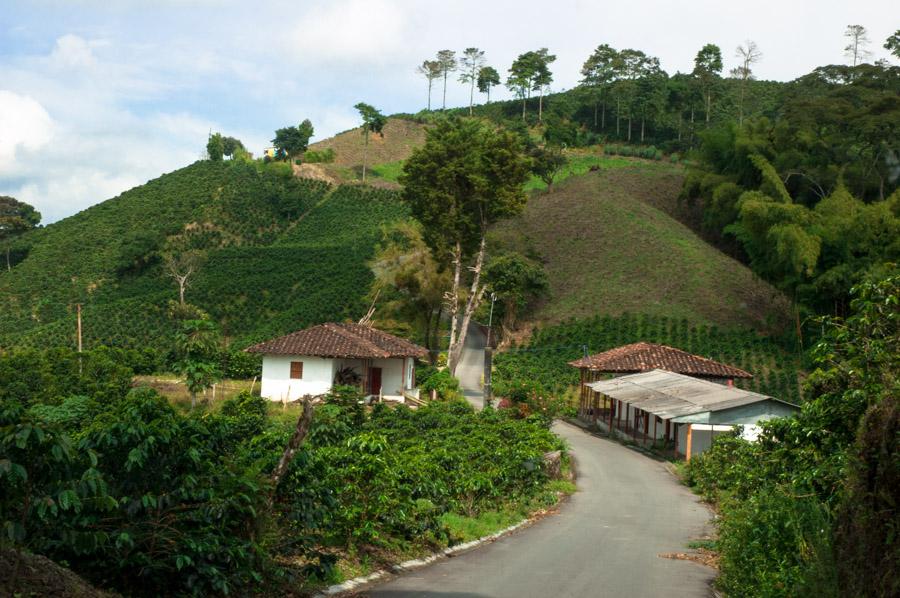 Cultivos de cafe