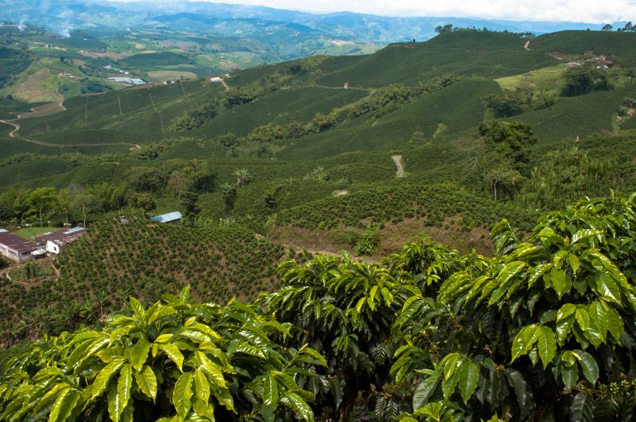 Cultivos de cafe