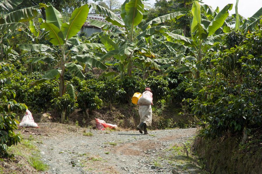 Campesino en el Campo