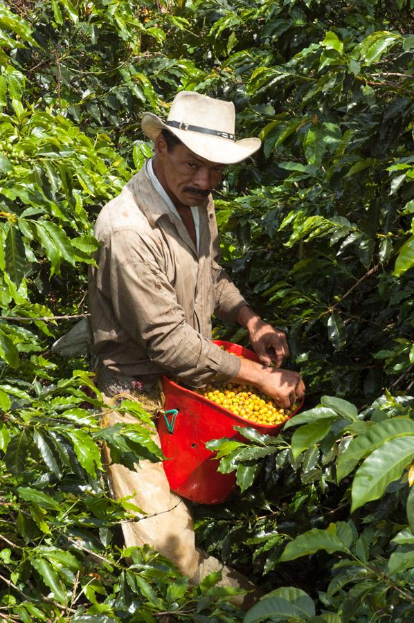 Recolector recogiendo granos de cafe