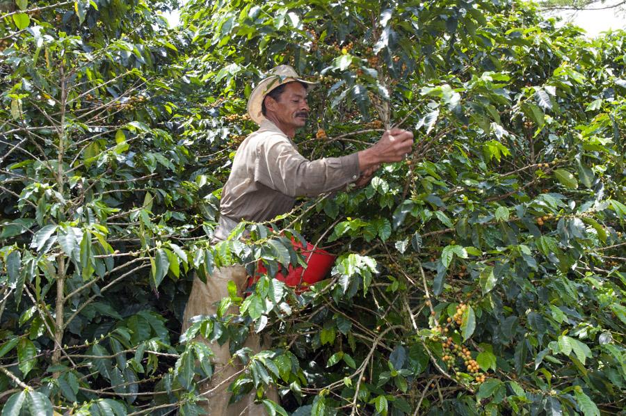 Recolector recogiendo granos de cafe