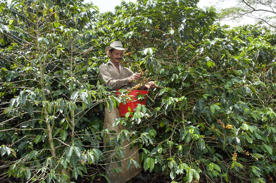 Recolector recogiendo granos de cafe