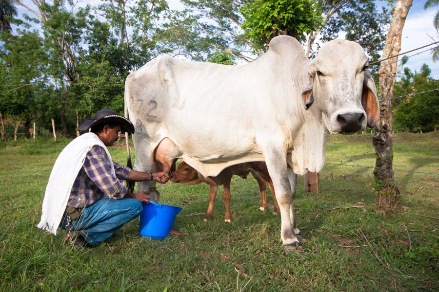 Campesino ordeñando una vaca