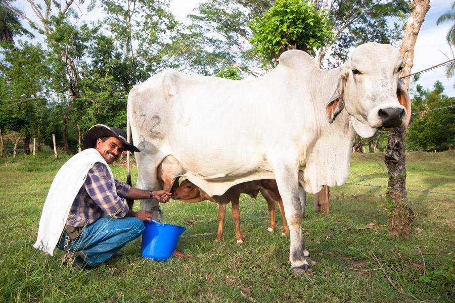 Campesino ordeñando una vaca