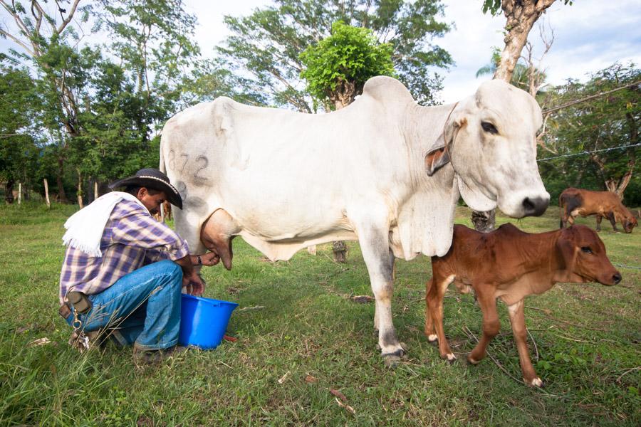 Campesino ordeñando una vaca