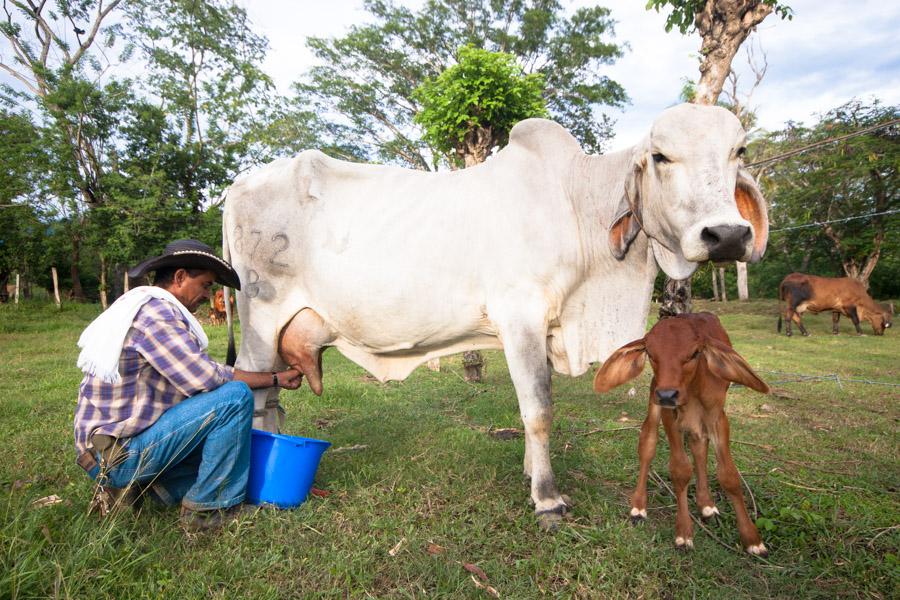 Campesino ordeñando una vaca