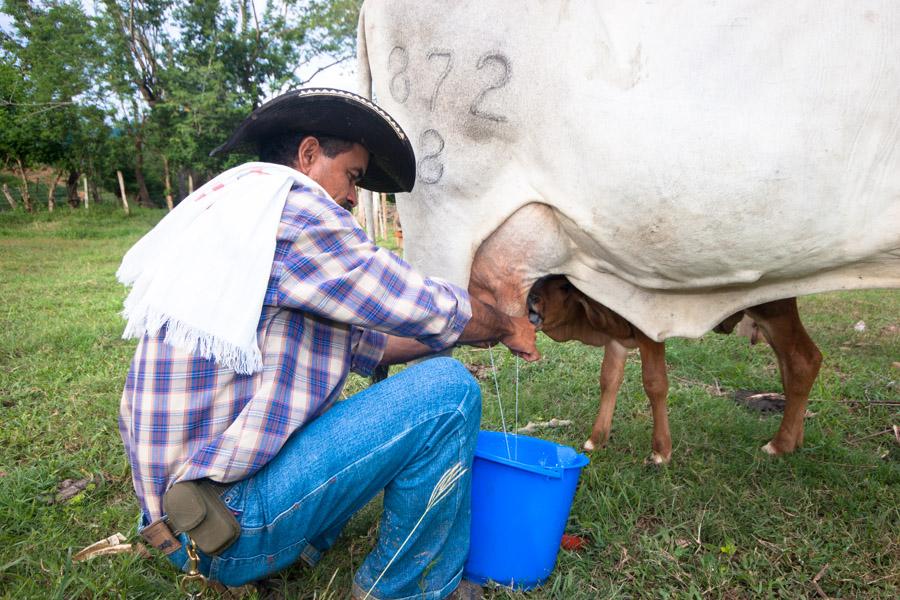 Campesino ordeñando una vaca